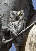 Eastern  Screech Owl