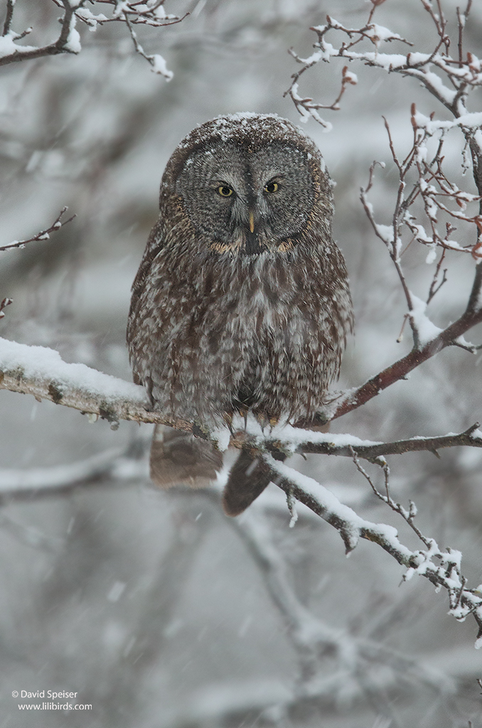 Great Gray Owl