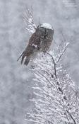 Great Gray Owl