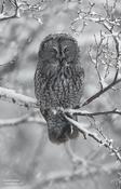 Great Gray Owl