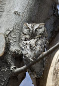 Eastern Screech Owl