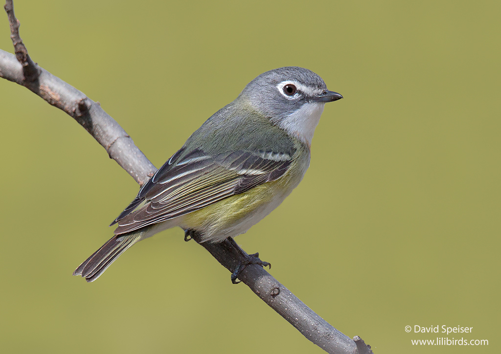 Blue-headed Vireo