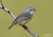 Blue-headed Vireo