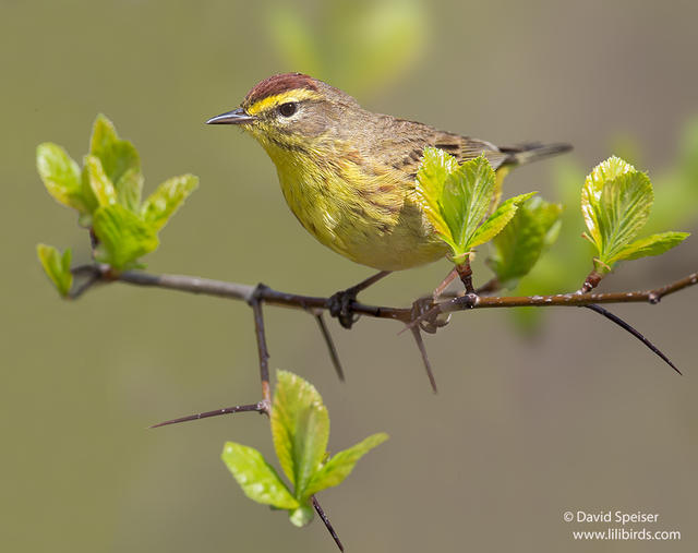 Palm Warbler