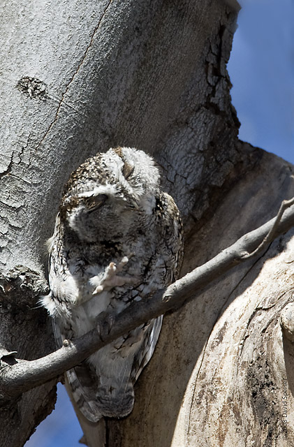 Eastern Screech Owl