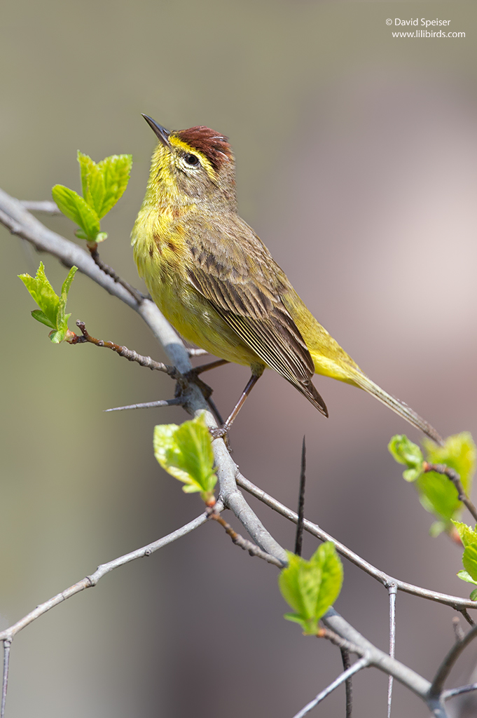 Palm Warbler