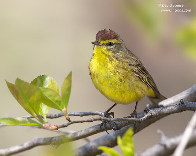 Palm Warbler