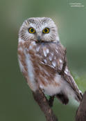 Northern Saw-whet Owl