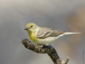 Pine Warbler