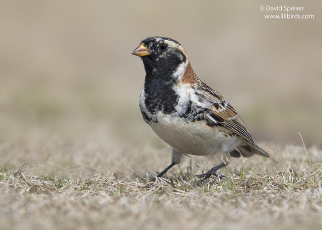 Lapland Longspur