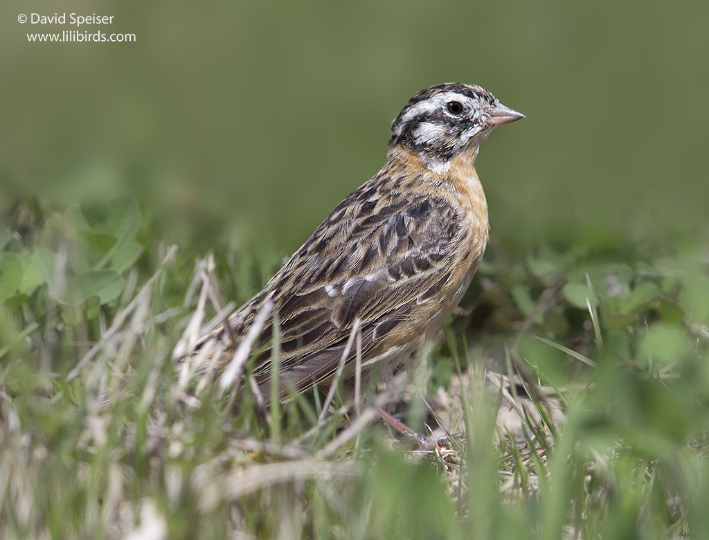 Smith's Longspur