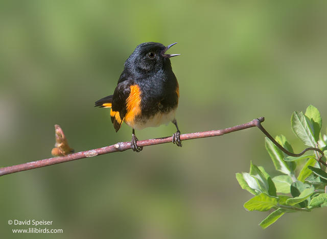 American Redstart