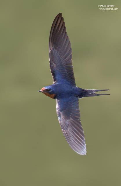 Barn Swallow