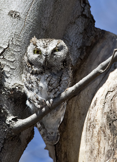 Eastern Screech Owl