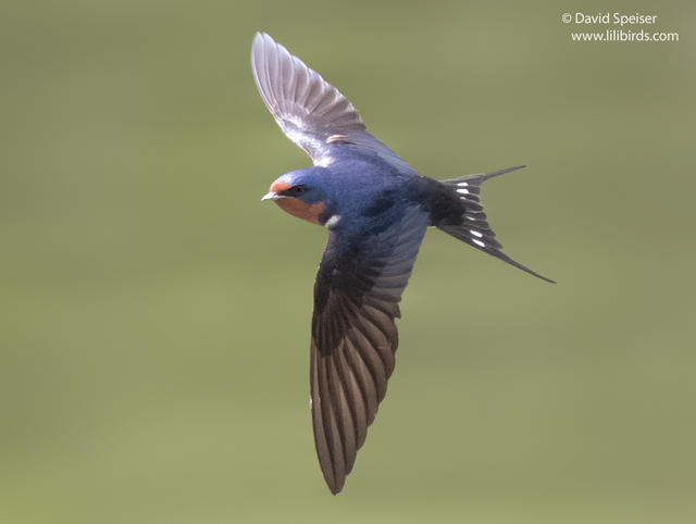 Barn Swallow