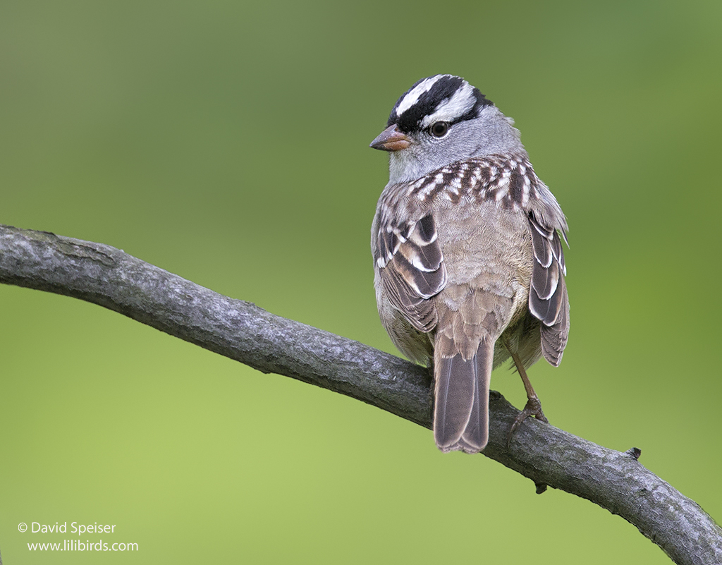 White-crowned Sparrow