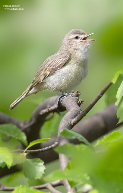 Warbling Vireo