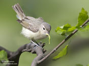 Warbling Vireo