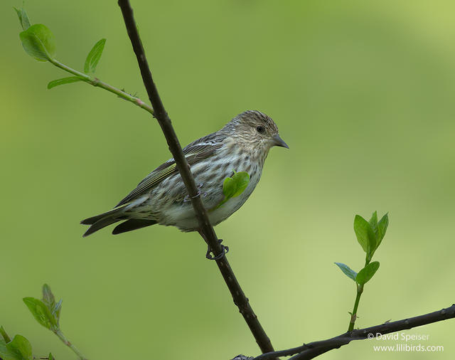 Pine Siskin