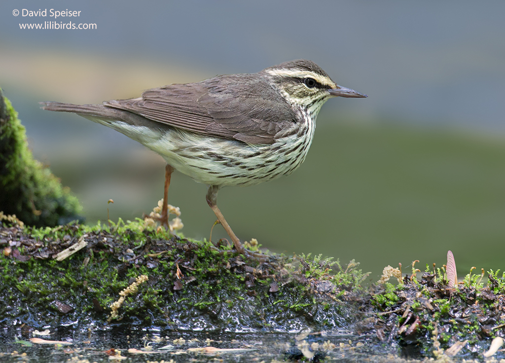 Northern Waterthrush