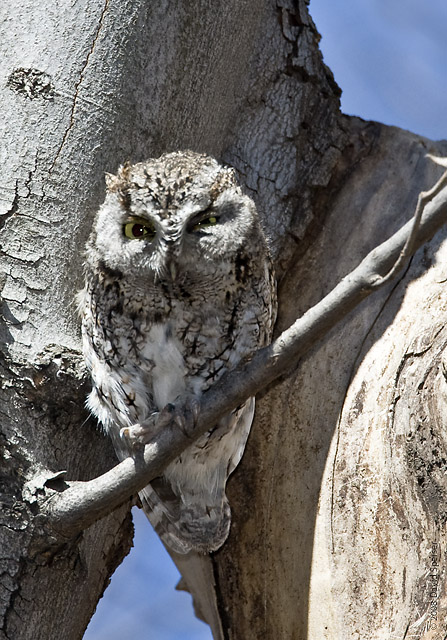 Eastern Screech Owl