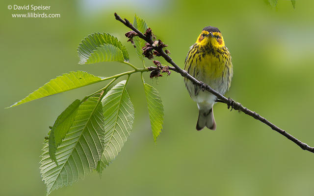 Cape May Warbler