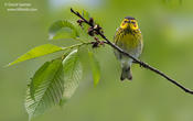 Cape May Warbler