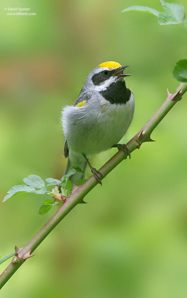 Golden-winged Warbler