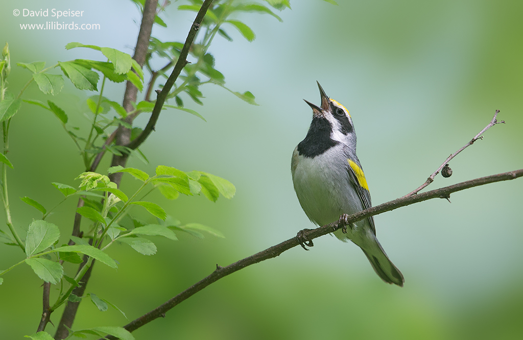 Golden-winged Warbler