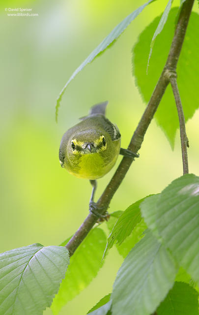 Yellow-throated Vireo