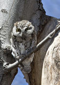 Eastern Screech Owl