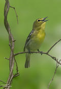 Yellow-throated Vireo