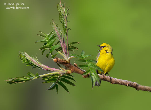 Blue-winged Warbler (backcross)