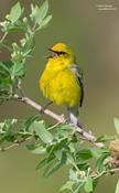 Blue-winged Warbler (backcross)