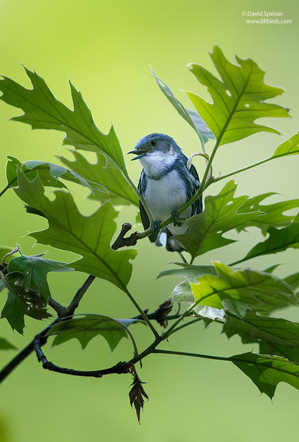 Cerulean Warbler