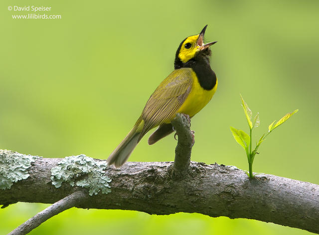 Hooded Warbler