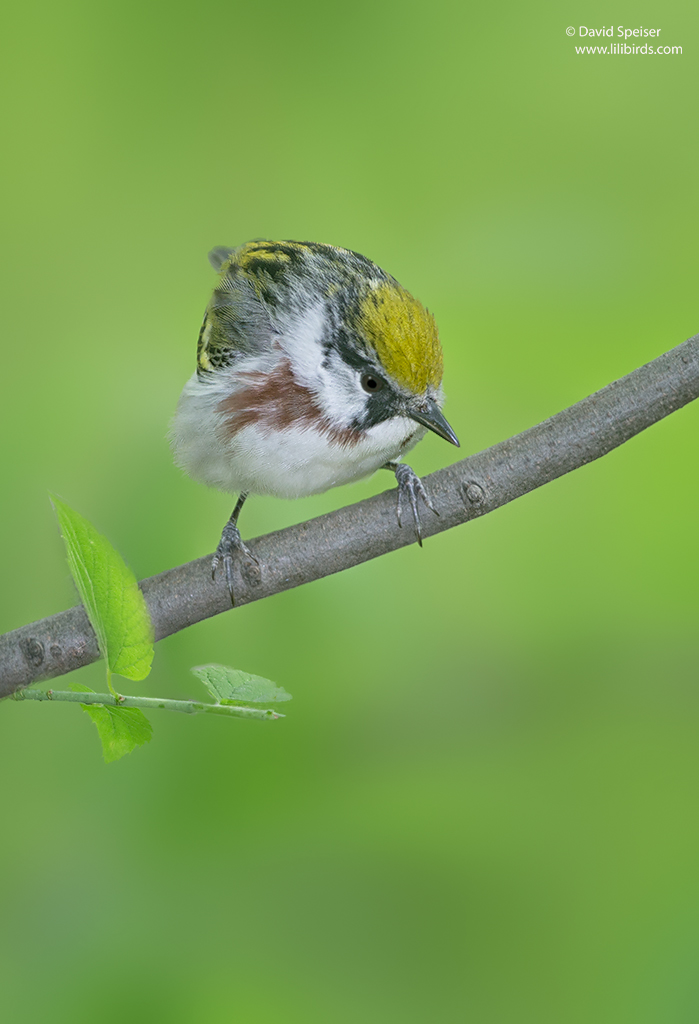 Chestnut-sided Warbler