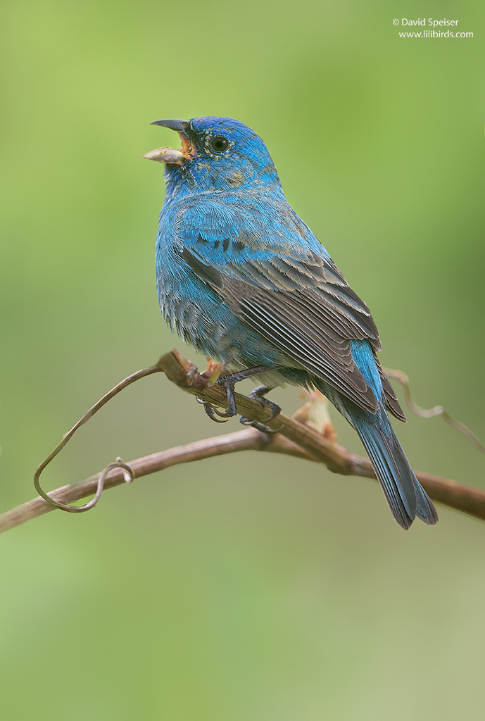 Indigo Bunting