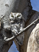 Eastern Screech Owl