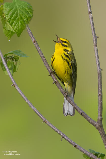 Prairie Warbler