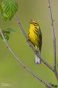 Prairie Warbler