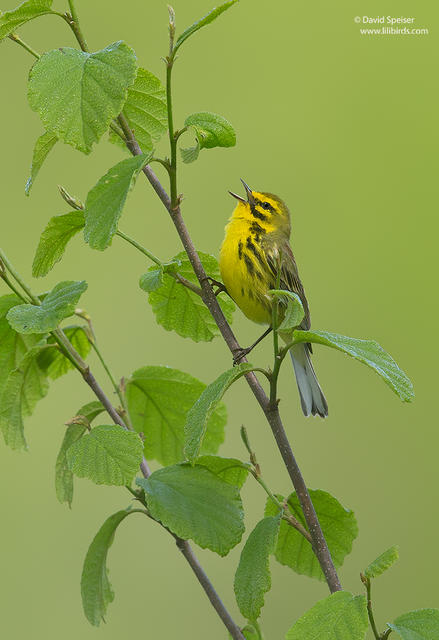 Prairie Warbler