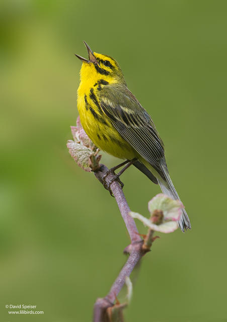 Prairie Warbler