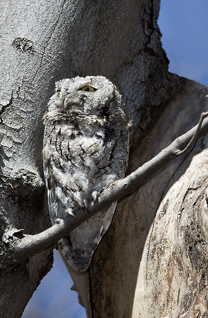 Eastern Screech Owl