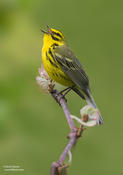 Prairie Warbler