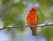 Scarlet Tanager