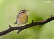 Worm-eating Warbler