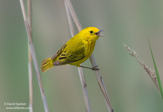 Yellow Warbler