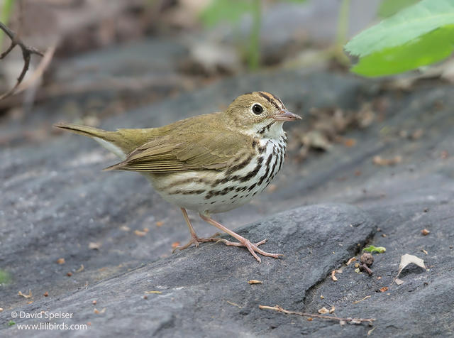 Ovenbird