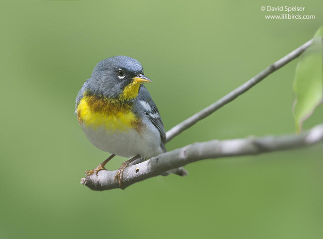 Northern Parula